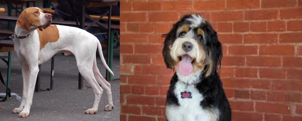 Bernedoodle vs English Pointer - Breed Comparison