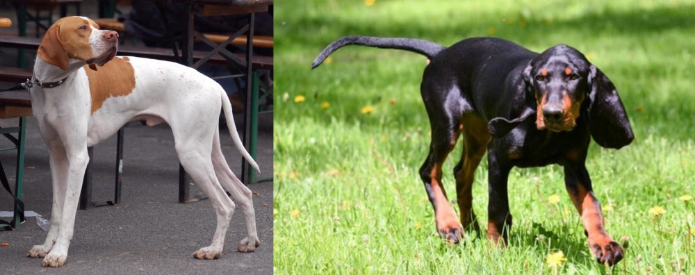 Black and Tan Coonhound vs English Pointer - Breed Comparison