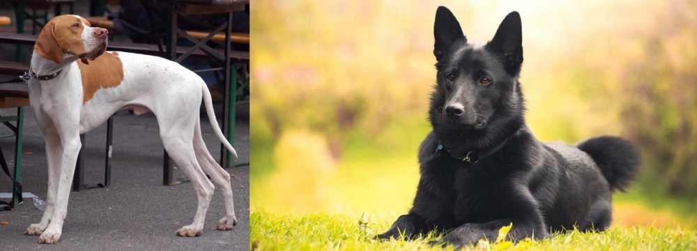 Black Norwegian Elkhound vs English Pointer - Breed Comparison