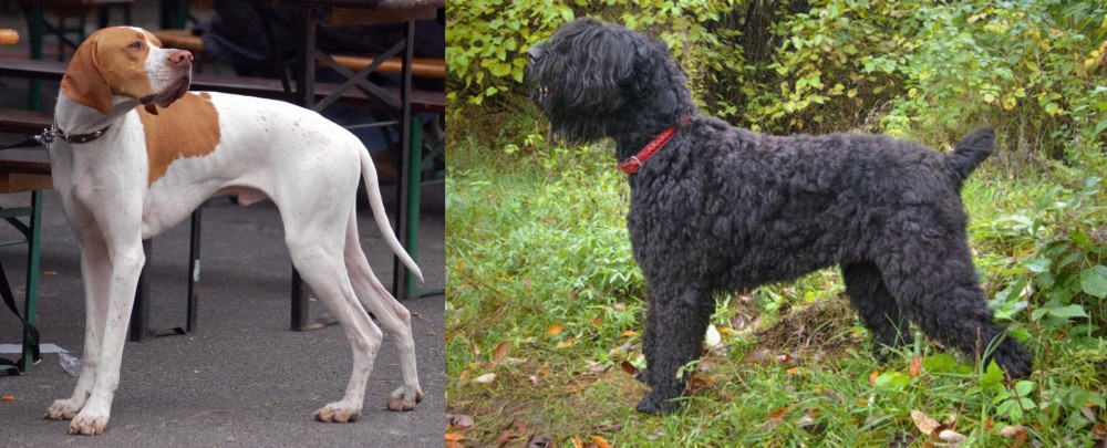 Black Russian Terrier vs English Pointer - Breed Comparison