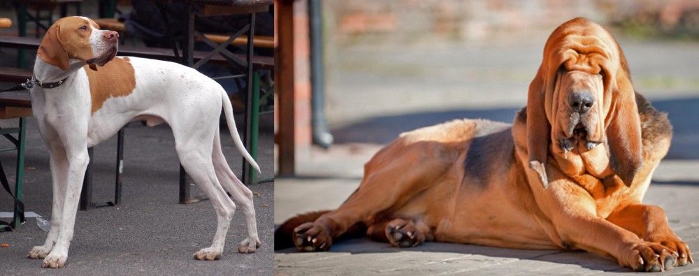 Bloodhound vs English Pointer - Breed Comparison