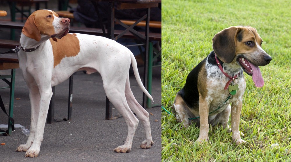 Bluetick Beagle vs English Pointer - Breed Comparison