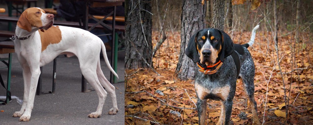 Bluetick Coonhound vs English Pointer - Breed Comparison