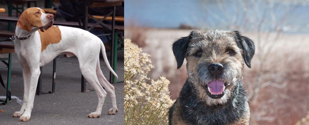 Border Terrier vs English Pointer - Breed Comparison