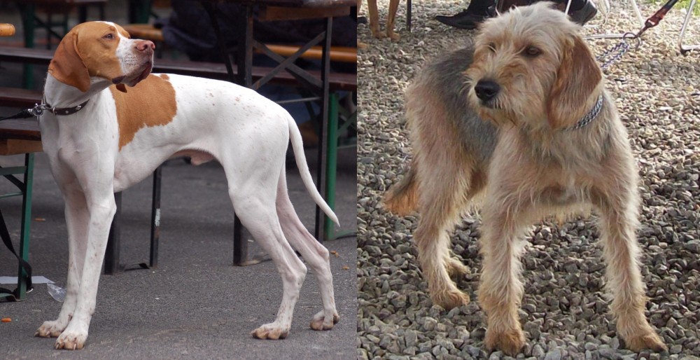 Bosnian Coarse-Haired Hound vs English Pointer - Breed Comparison