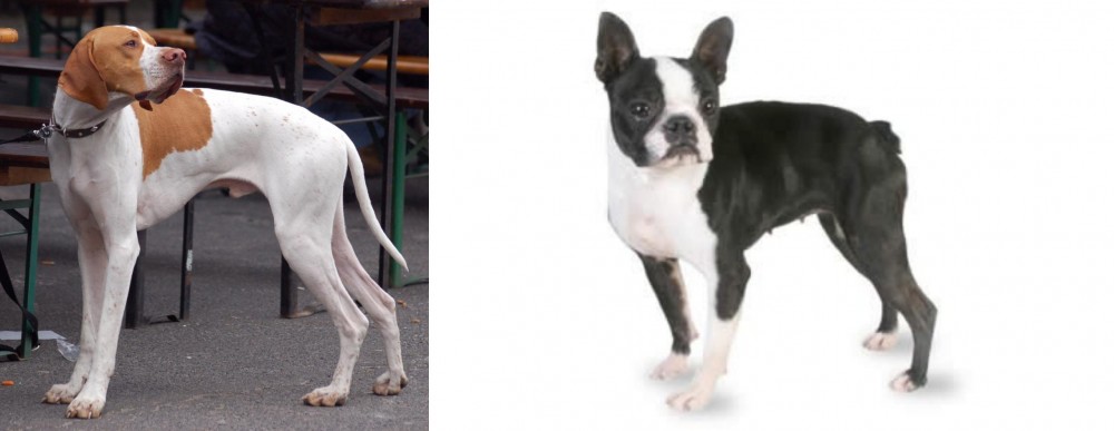 Boston Terrier vs English Pointer - Breed Comparison