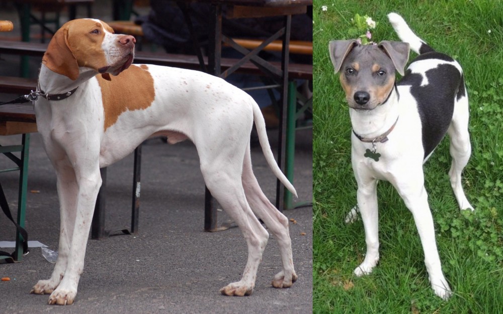 Brazilian Terrier vs English Pointer - Breed Comparison