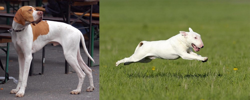 Bull Terrier vs English Pointer - Breed Comparison