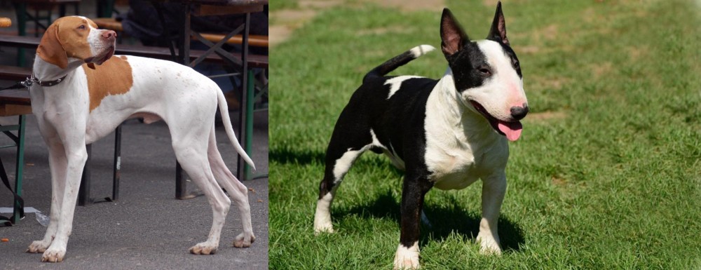 Bull Terrier Miniature vs English Pointer - Breed Comparison