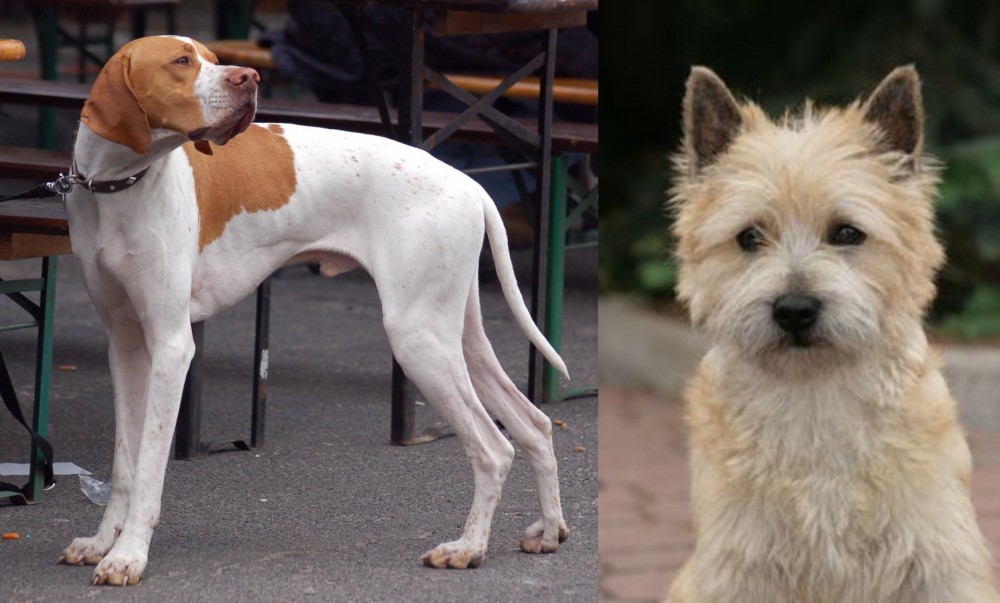 Cairn Terrier vs English Pointer - Breed Comparison