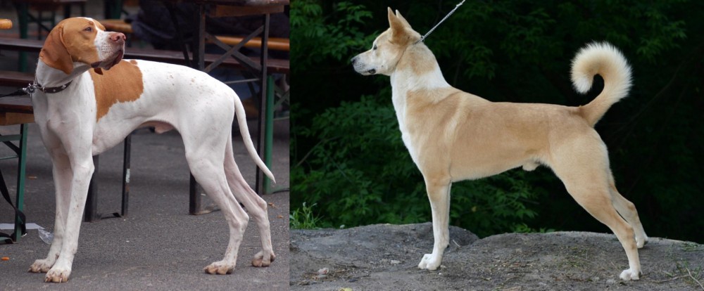 Canaan Dog vs English Pointer - Breed Comparison
