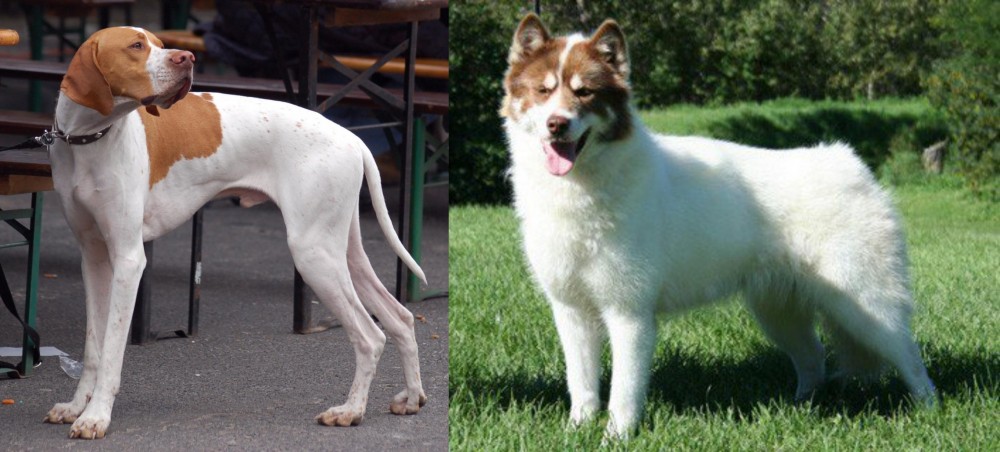 Canadian Eskimo Dog vs English Pointer - Breed Comparison