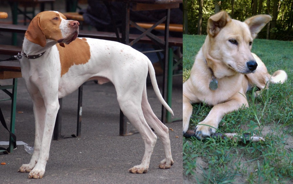 Carolina Dog vs English Pointer - Breed Comparison