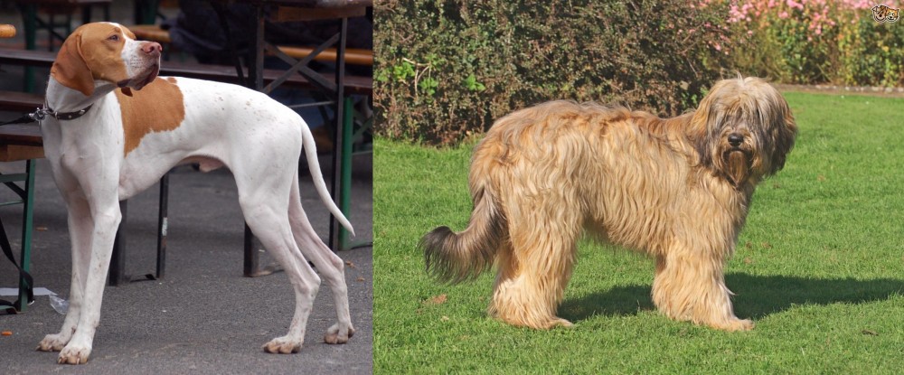 Catalan Sheepdog vs English Pointer - Breed Comparison