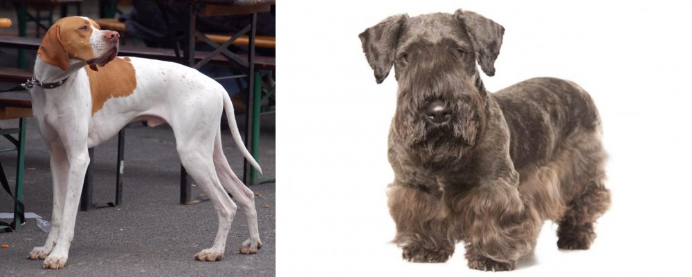 Cesky Terrier vs English Pointer - Breed Comparison