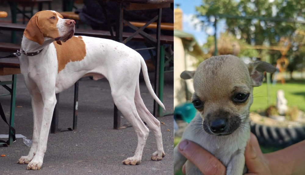 Chihuahua vs English Pointer - Breed Comparison