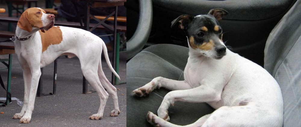 Chilean Fox Terrier vs English Pointer - Breed Comparison