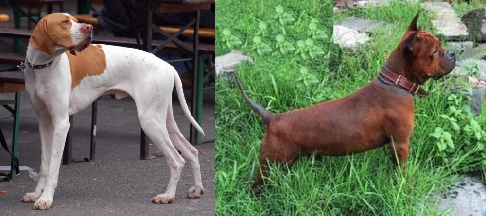 Chinese Chongqing Dog vs English Pointer - Breed Comparison
