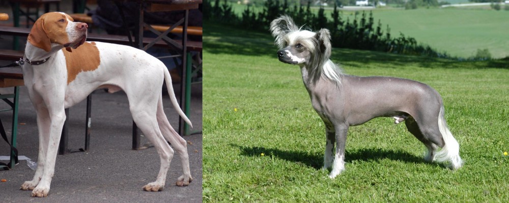 Chinese Crested Dog vs English Pointer - Breed Comparison
