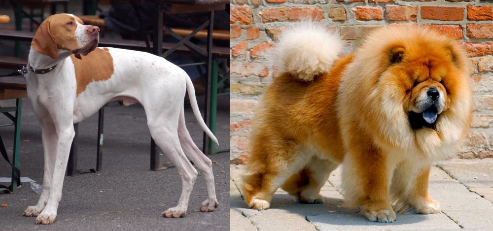 Chow Chow vs English Pointer - Breed Comparison