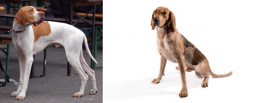 Coonhound vs English Pointer - Breed Comparison