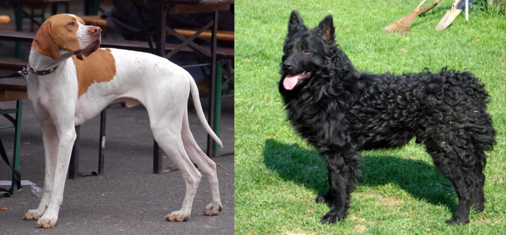 Croatian Sheepdog vs English Pointer - Breed Comparison