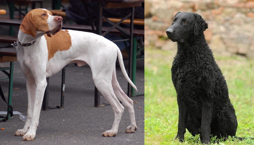 Curly Coated Retriever vs English Pointer - Breed Comparison