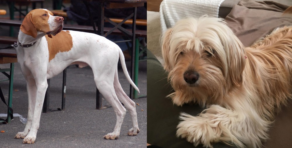 Cyprus Poodle vs English Pointer - Breed Comparison