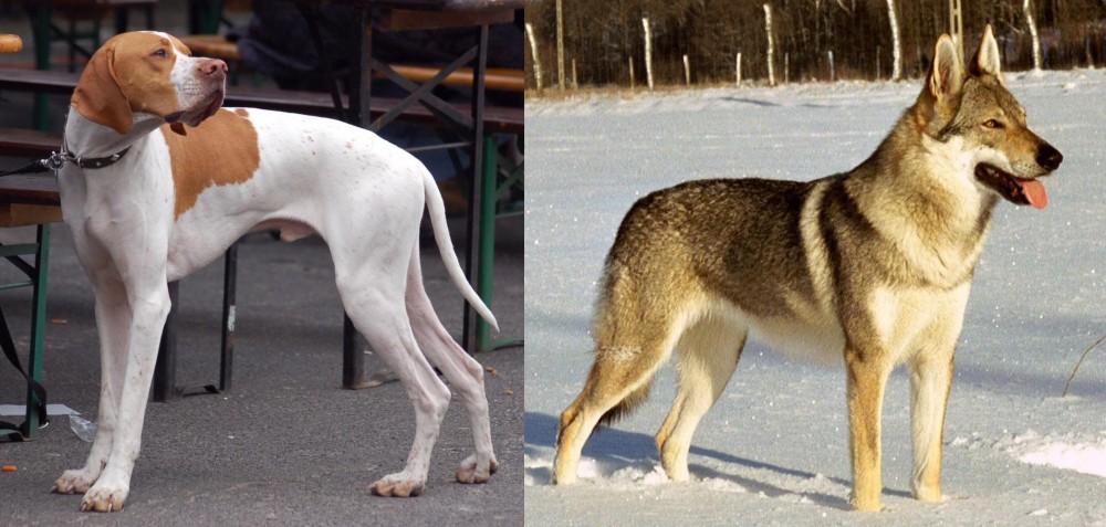 Czechoslovakian Wolfdog vs English Pointer - Breed Comparison