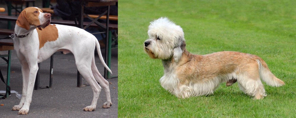 Dandie Dinmont Terrier vs English Pointer - Breed Comparison