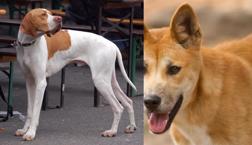 Dingo vs English Pointer - Breed Comparison