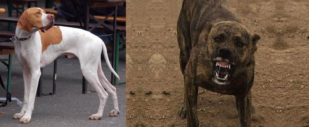 Dogo Sardesco vs English Pointer - Breed Comparison