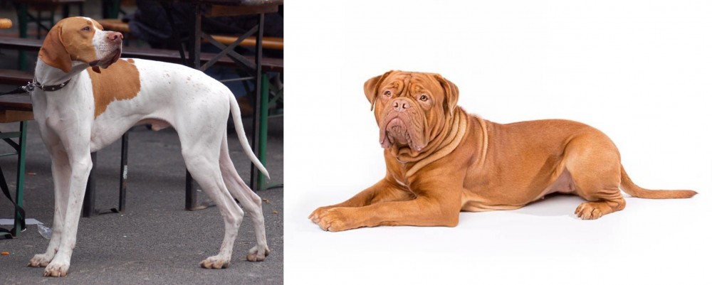 Dogue De Bordeaux vs English Pointer - Breed Comparison