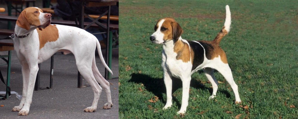 English Foxhound vs English Pointer - Breed Comparison