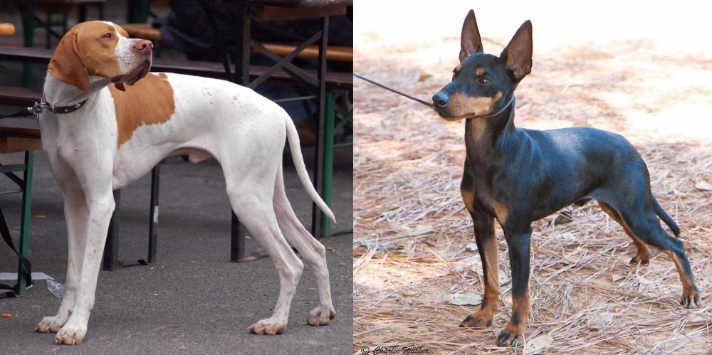 English Toy Terrier (Black & Tan) vs English Pointer - Breed Comparison