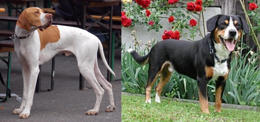 Entlebucher Mountain Dog vs English Pointer - Breed Comparison
