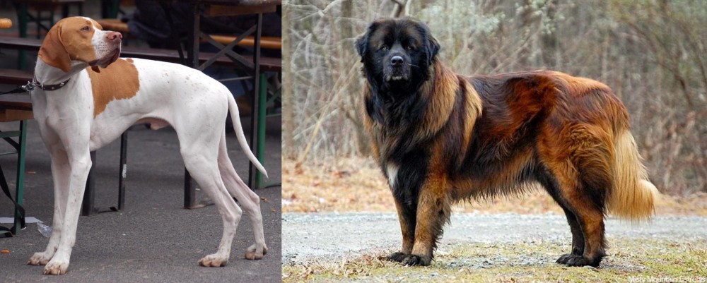 Estrela Mountain Dog vs English Pointer - Breed Comparison