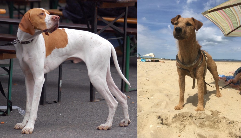 Fell Terrier vs English Pointer - Breed Comparison