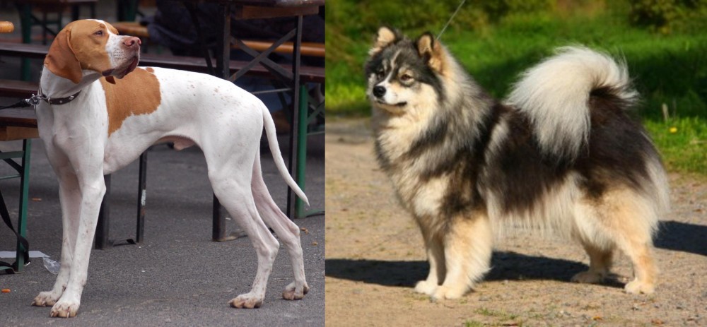Finnish Lapphund vs English Pointer - Breed Comparison