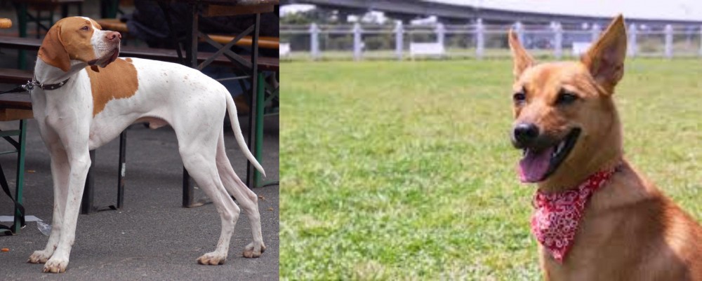Formosan Mountain Dog vs English Pointer - Breed Comparison