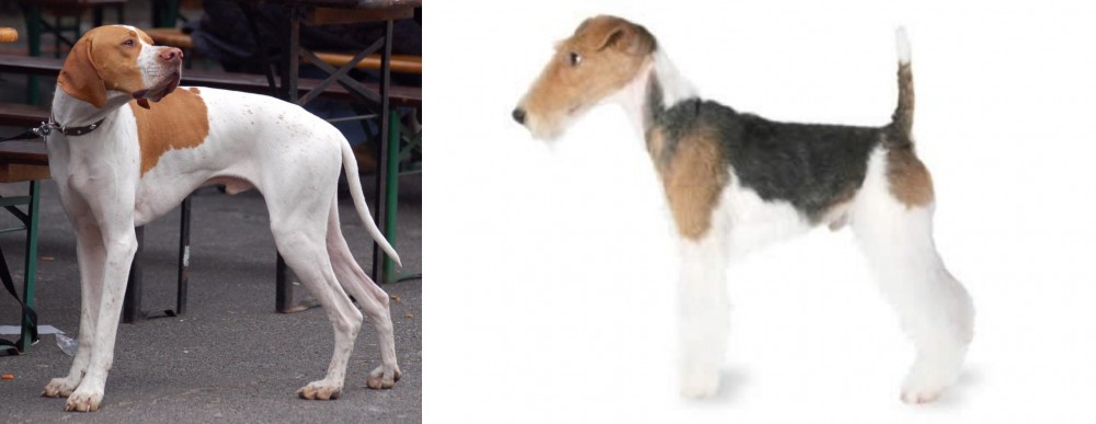 Fox Terrier vs English Pointer - Breed Comparison