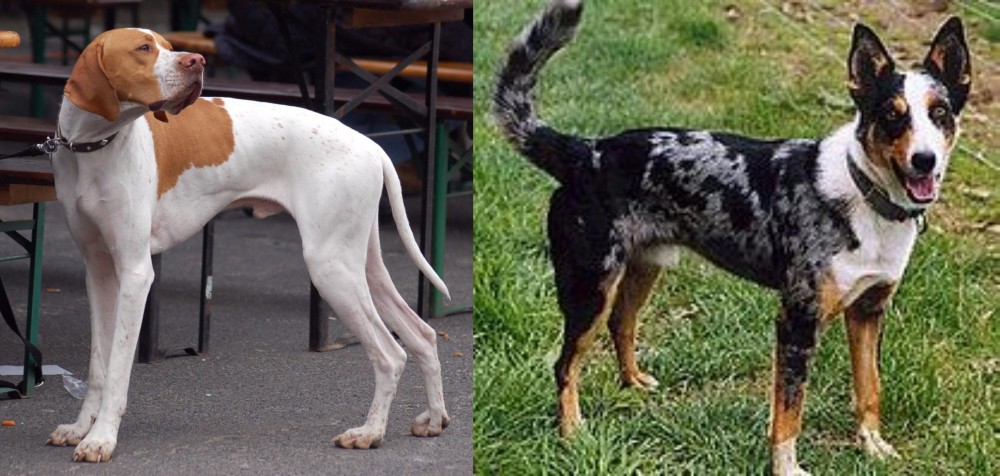 German Coolie vs English Pointer - Breed Comparison