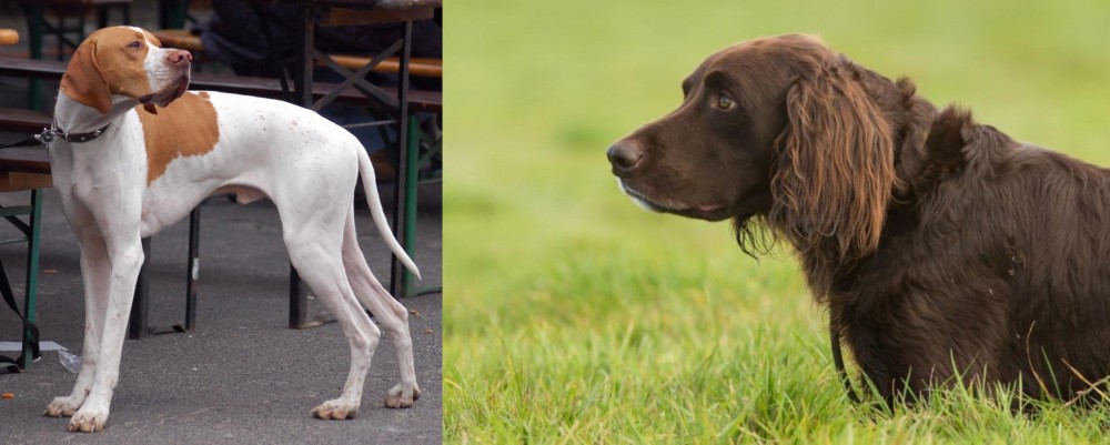 German Longhaired Pointer vs English Pointer - Breed Comparison