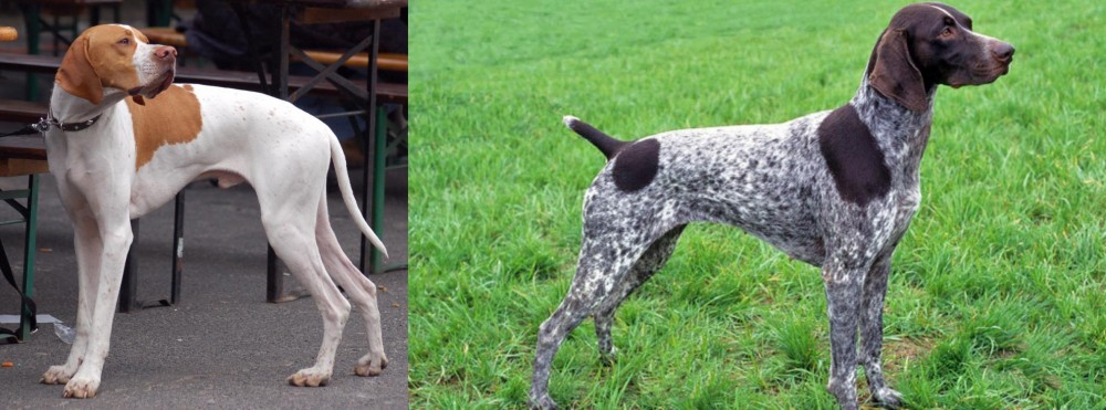 German Shorthaired Pointer vs English Pointer - Breed Comparison