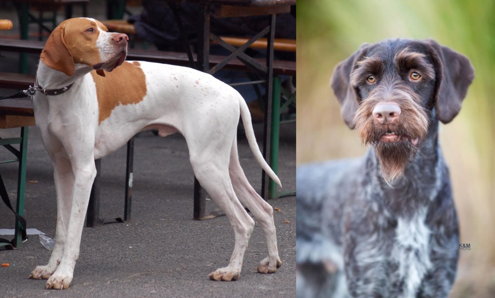 German Wirehaired Pointer vs English Pointer - Breed Comparison