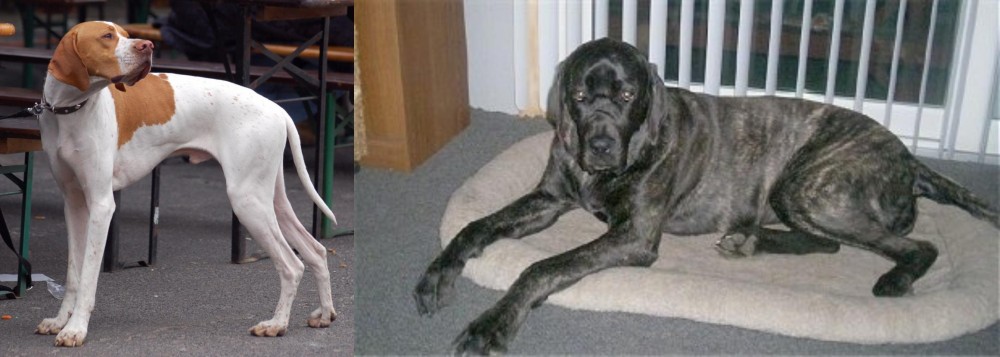 Giant Maso Mastiff vs English Pointer - Breed Comparison