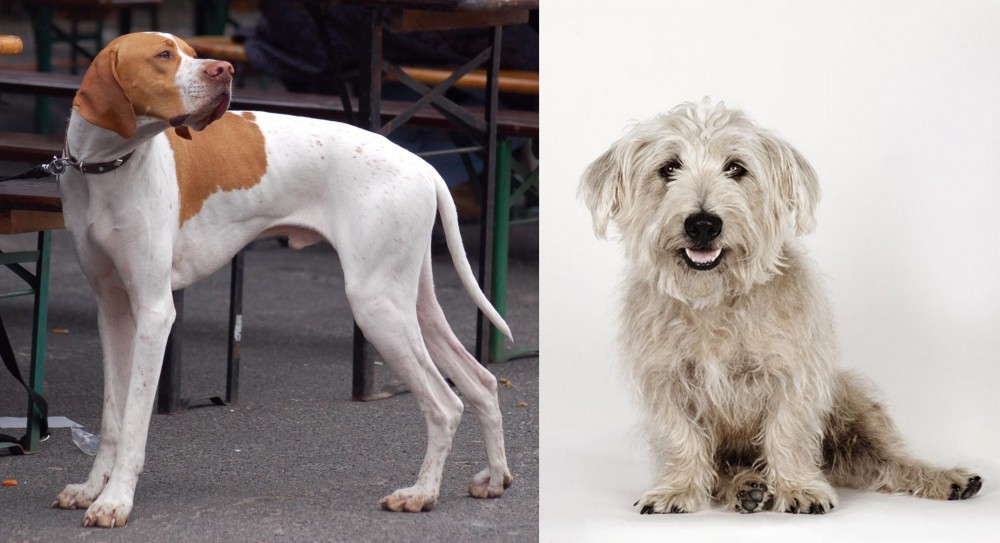 Glen of Imaal Terrier vs English Pointer - Breed Comparison