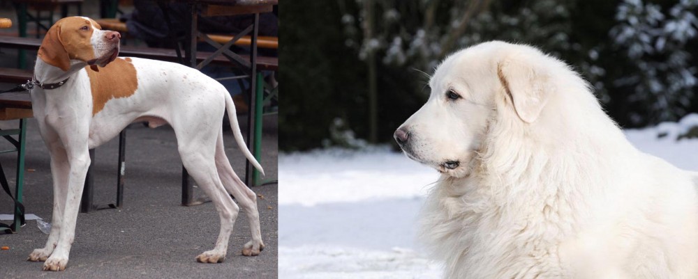 Great Pyrenees vs English Pointer - Breed Comparison