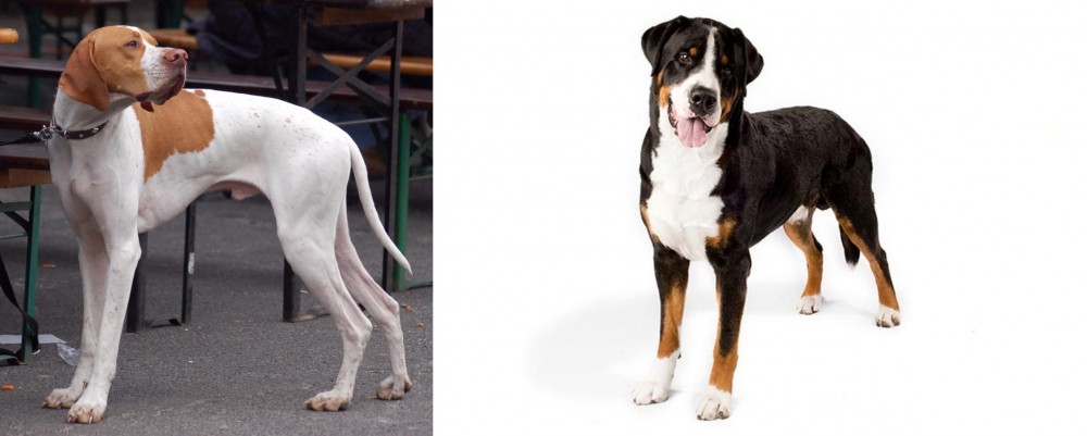 Greater Swiss Mountain Dog vs English Pointer - Breed Comparison