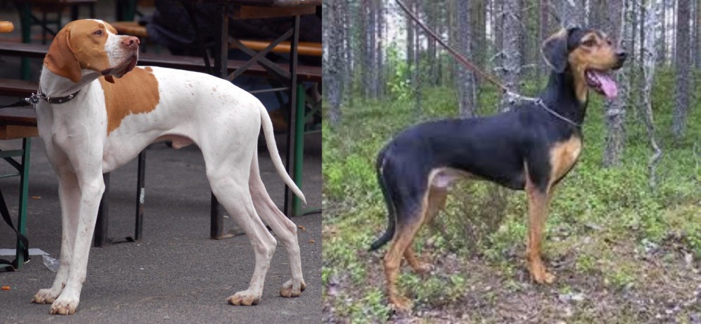 Greek Harehound vs English Pointer - Breed Comparison